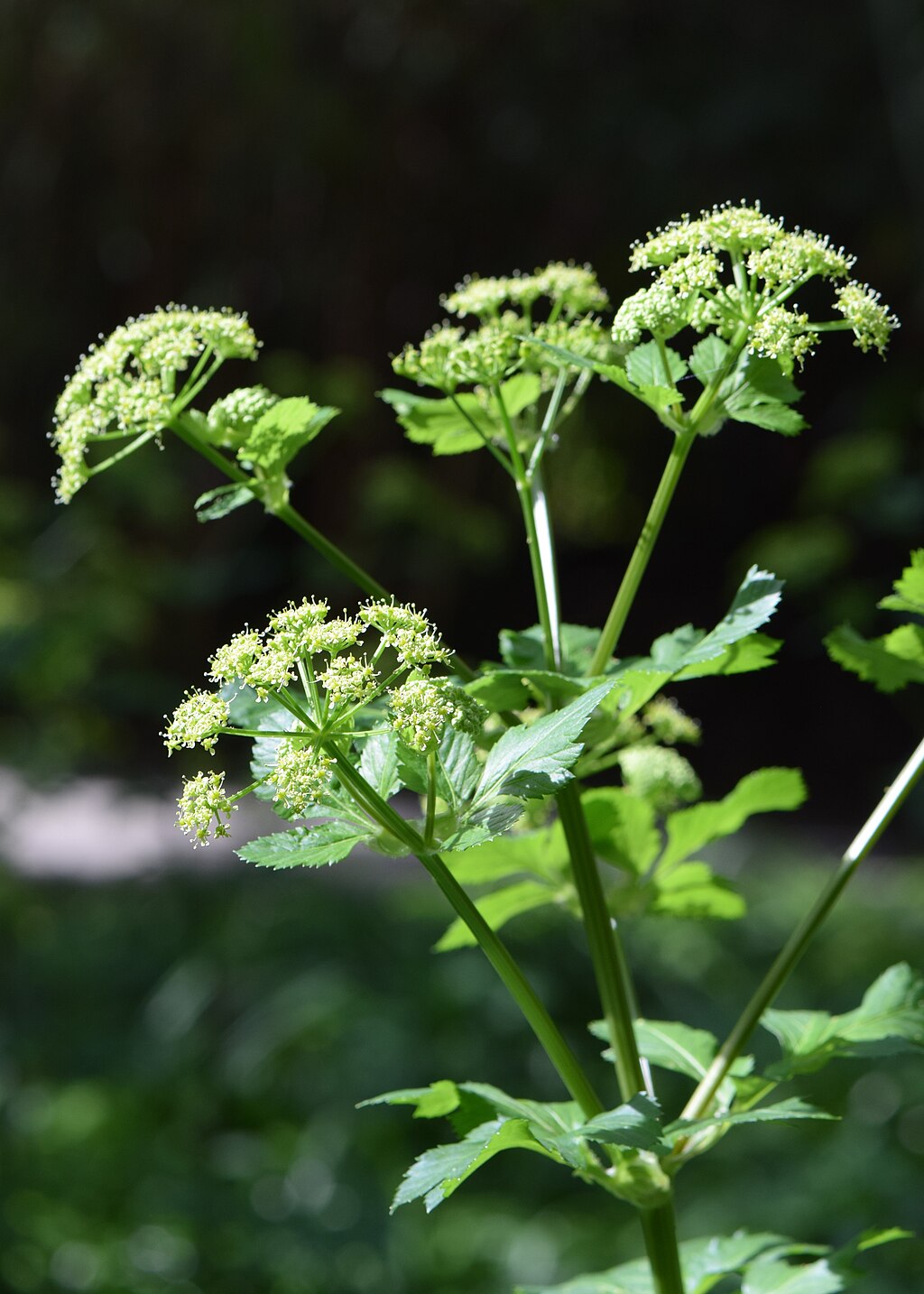 alexanders plant seeds Alexanders