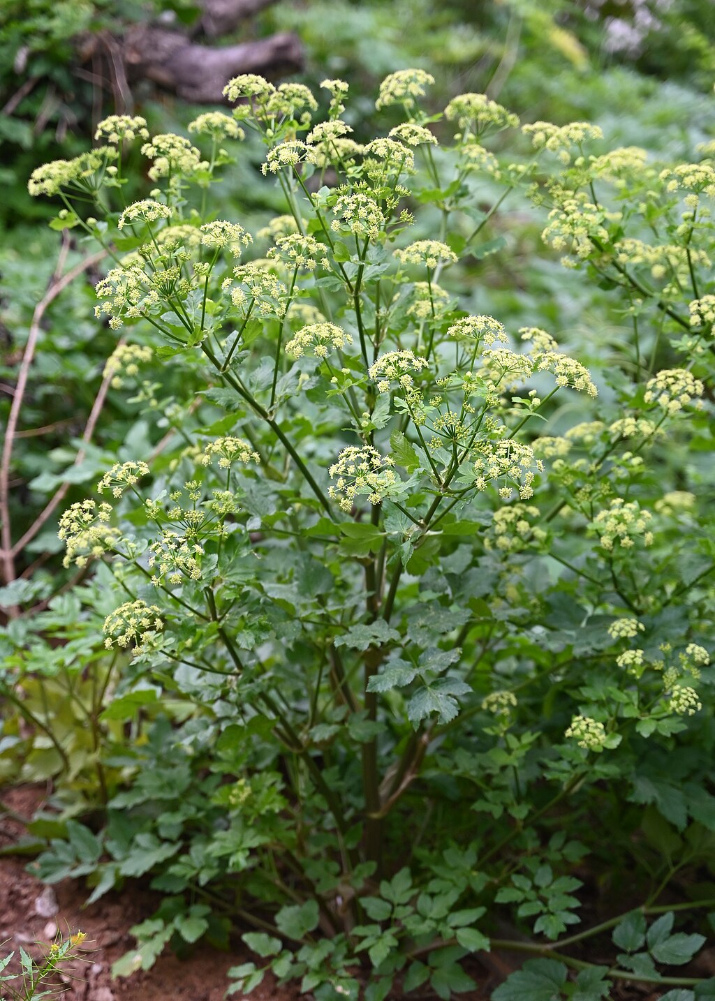 Alexanders