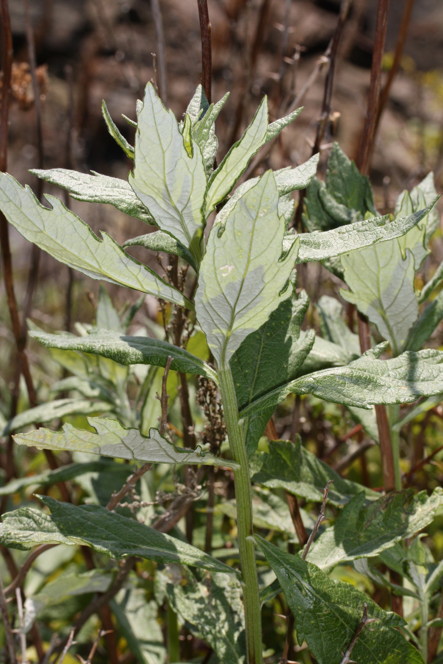 Mugwort, Coastal
