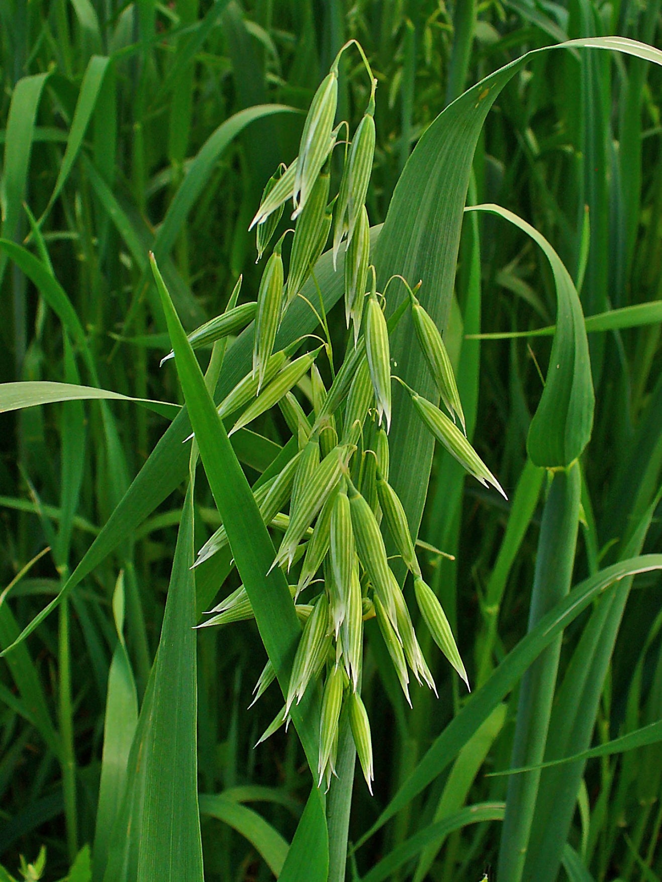 Milky Oats
