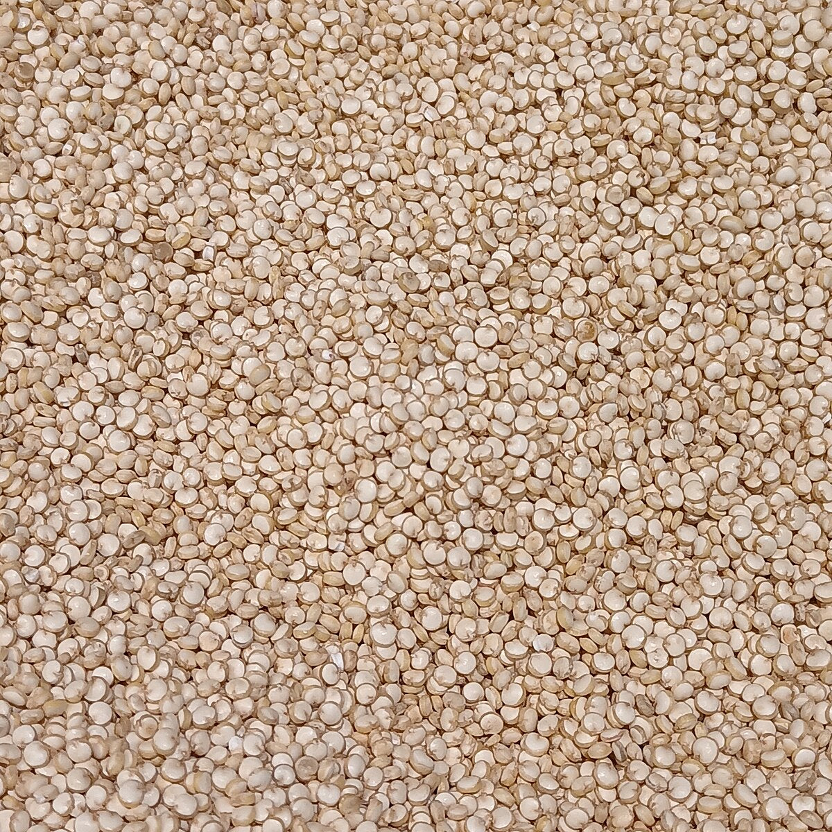 Quinoa, Kas White