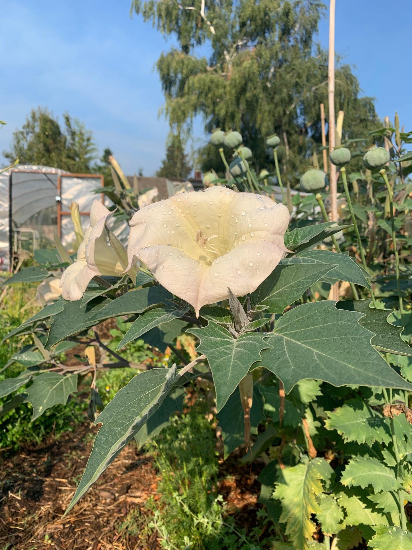 Datura (Moonflower)