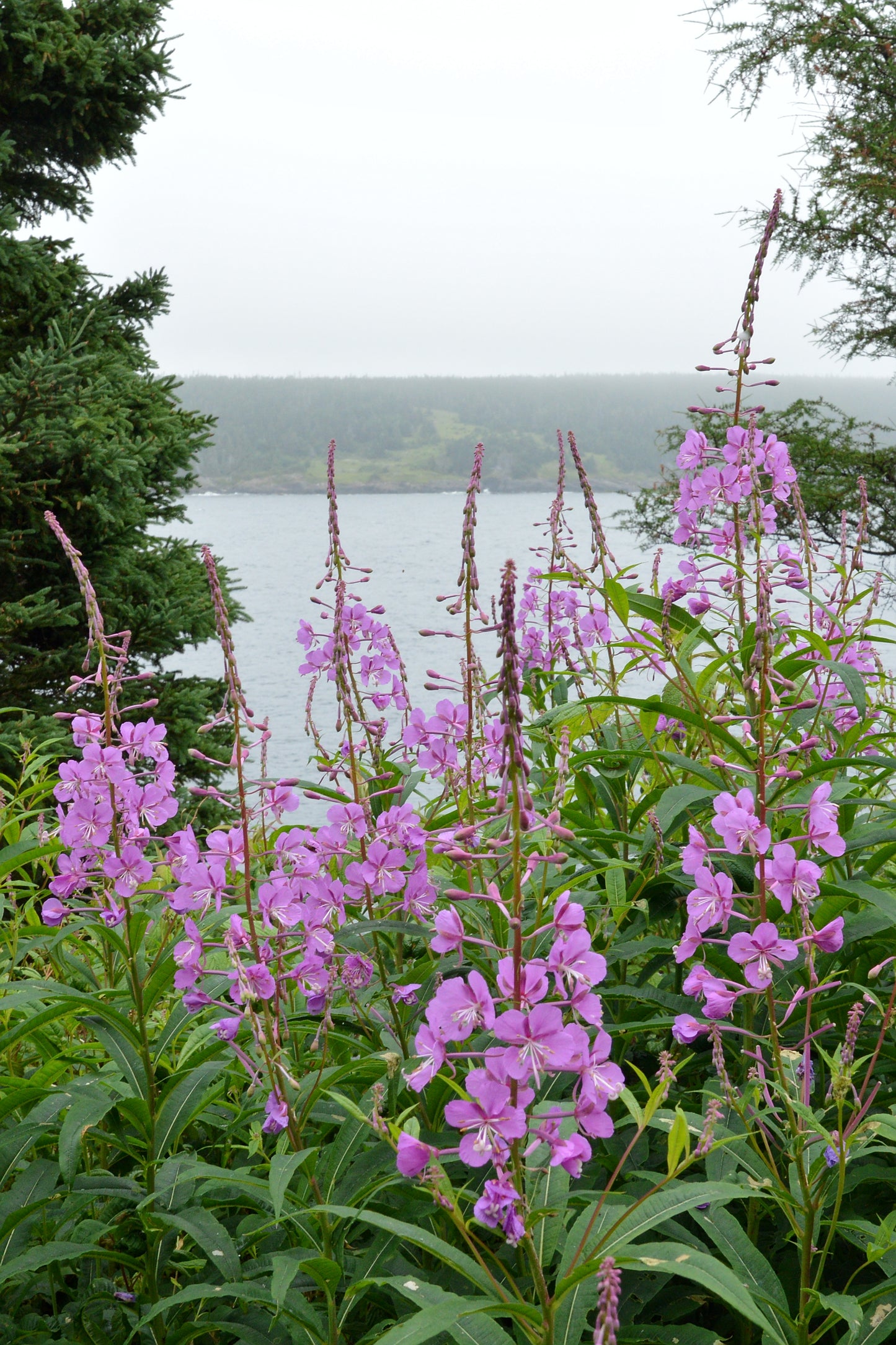 Fireweed