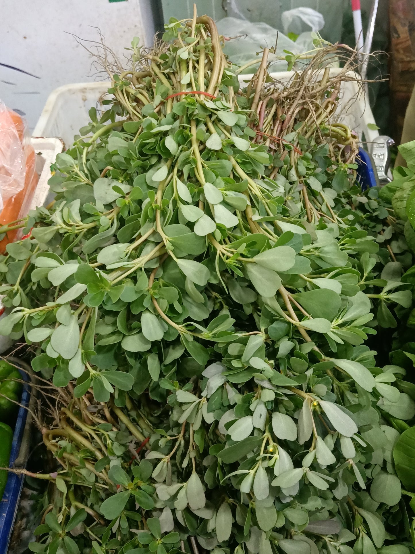 Purslane, French Green Leaf