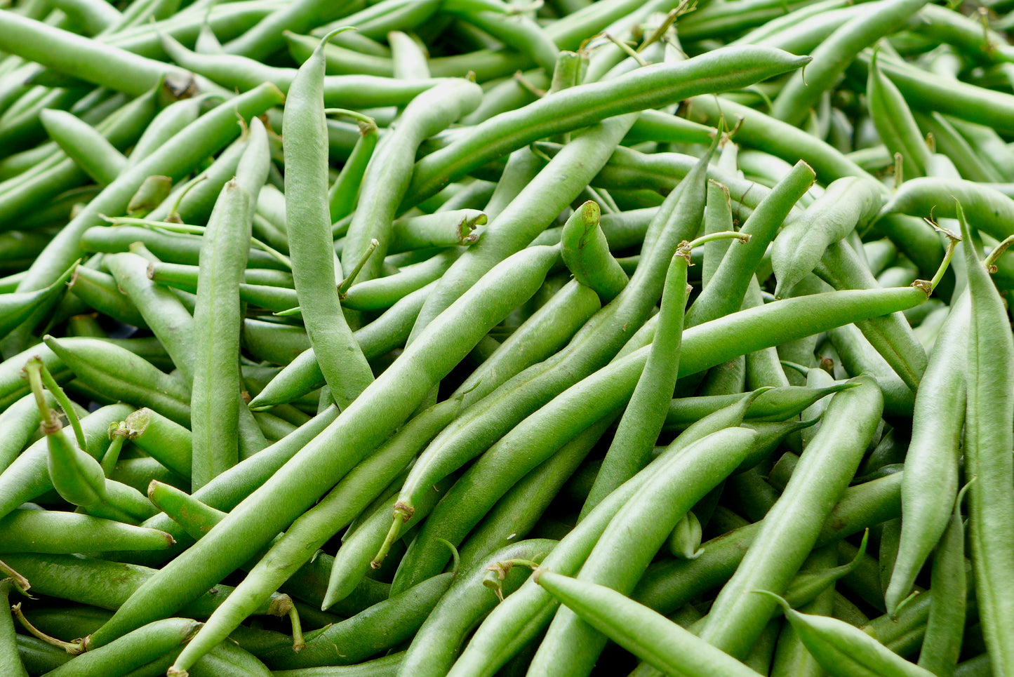 Bean, Provider (Bush Snap)