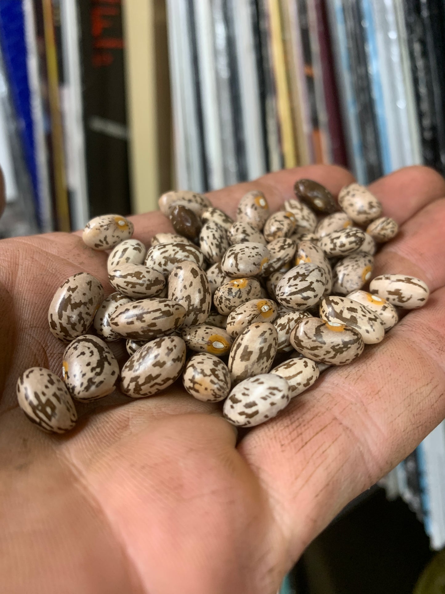 Bean, Northern Pinto (Bush Dry)