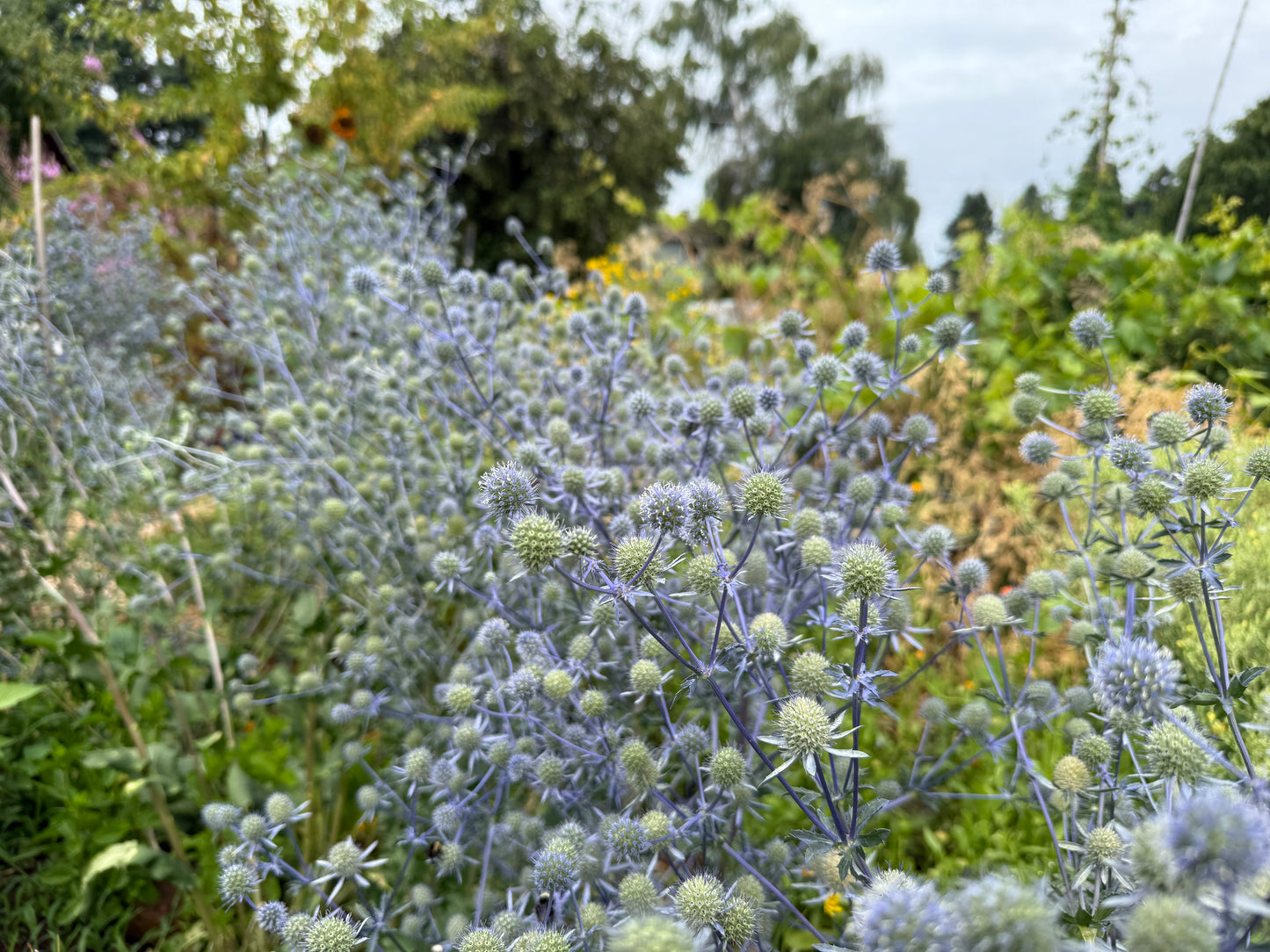 Sea Holly, Blaukappe
