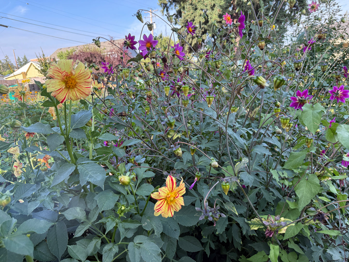 Dahlia, Cocoxochitl Edible Mix