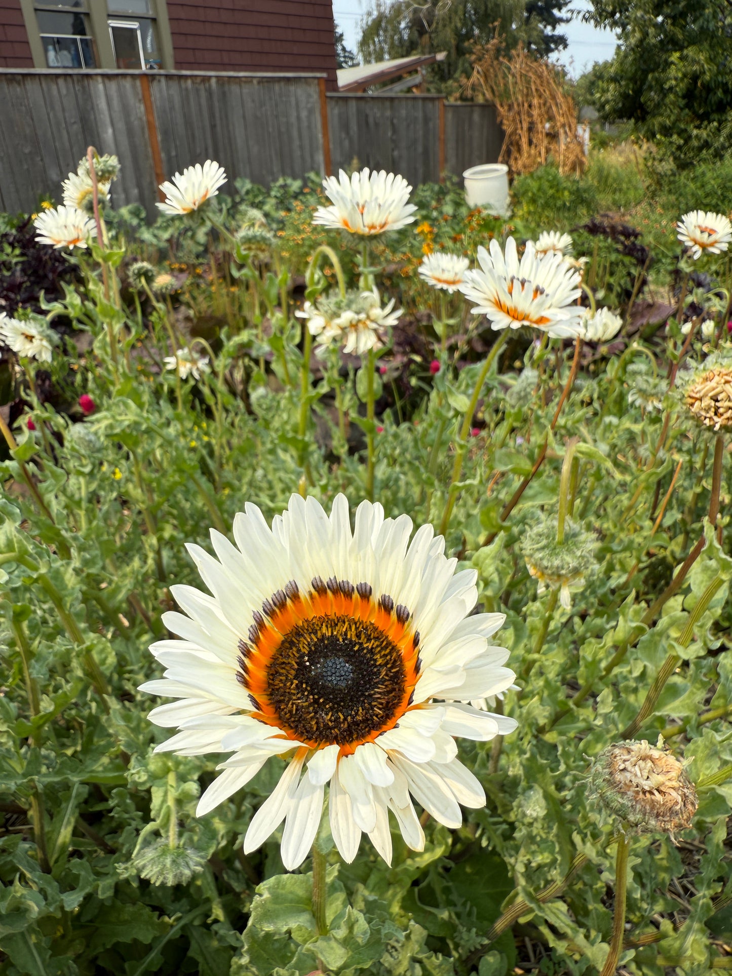 Cape Daisy “Zulu Prince”