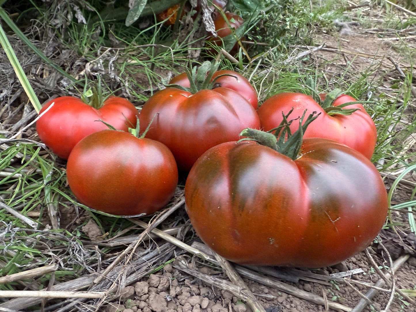 Tomato, Paul Robeson