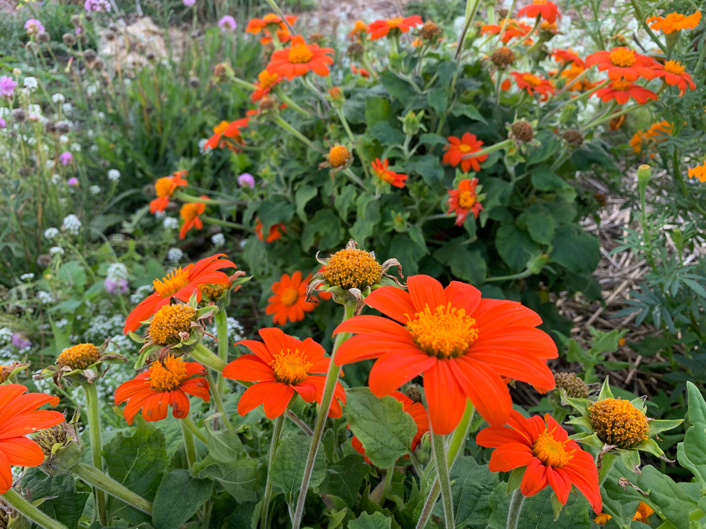 Mexican Sunflower, Fiesta Del Sol