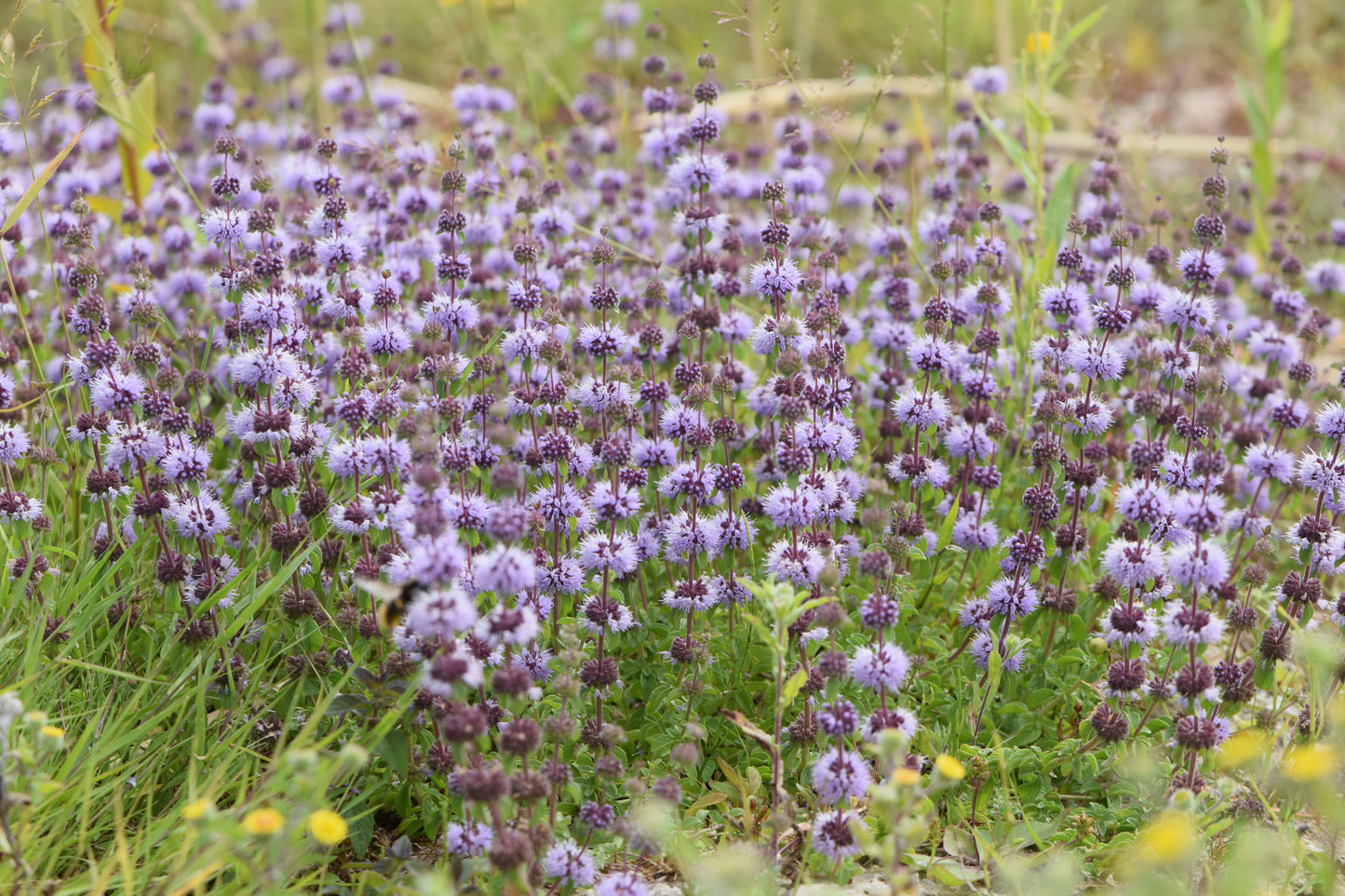 Pennyroyal