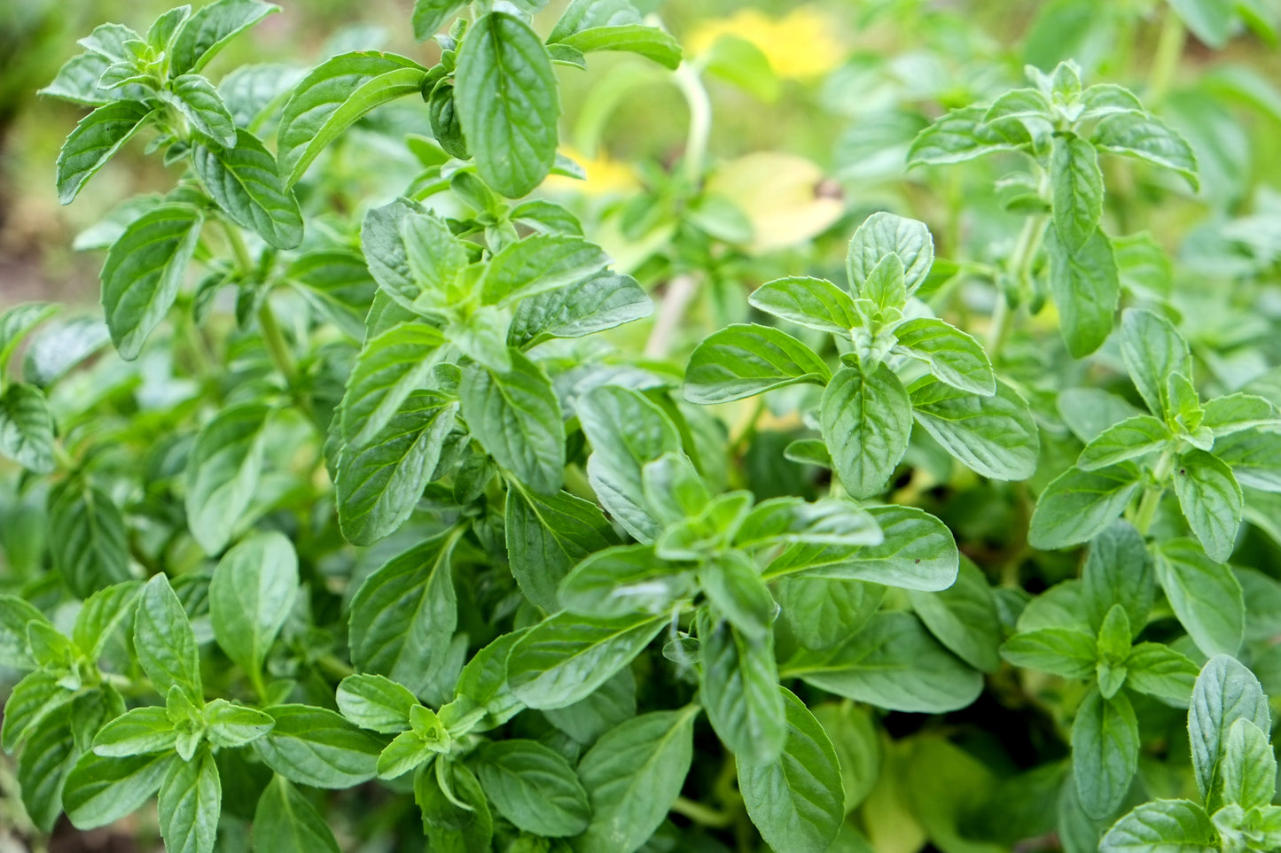 Pennyroyal