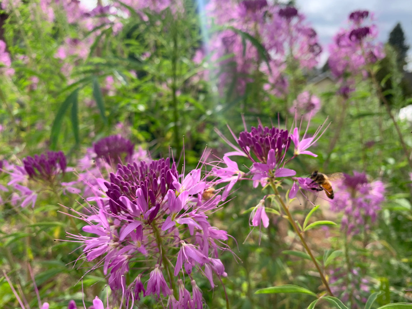 Rocky Mountain Bee Plant