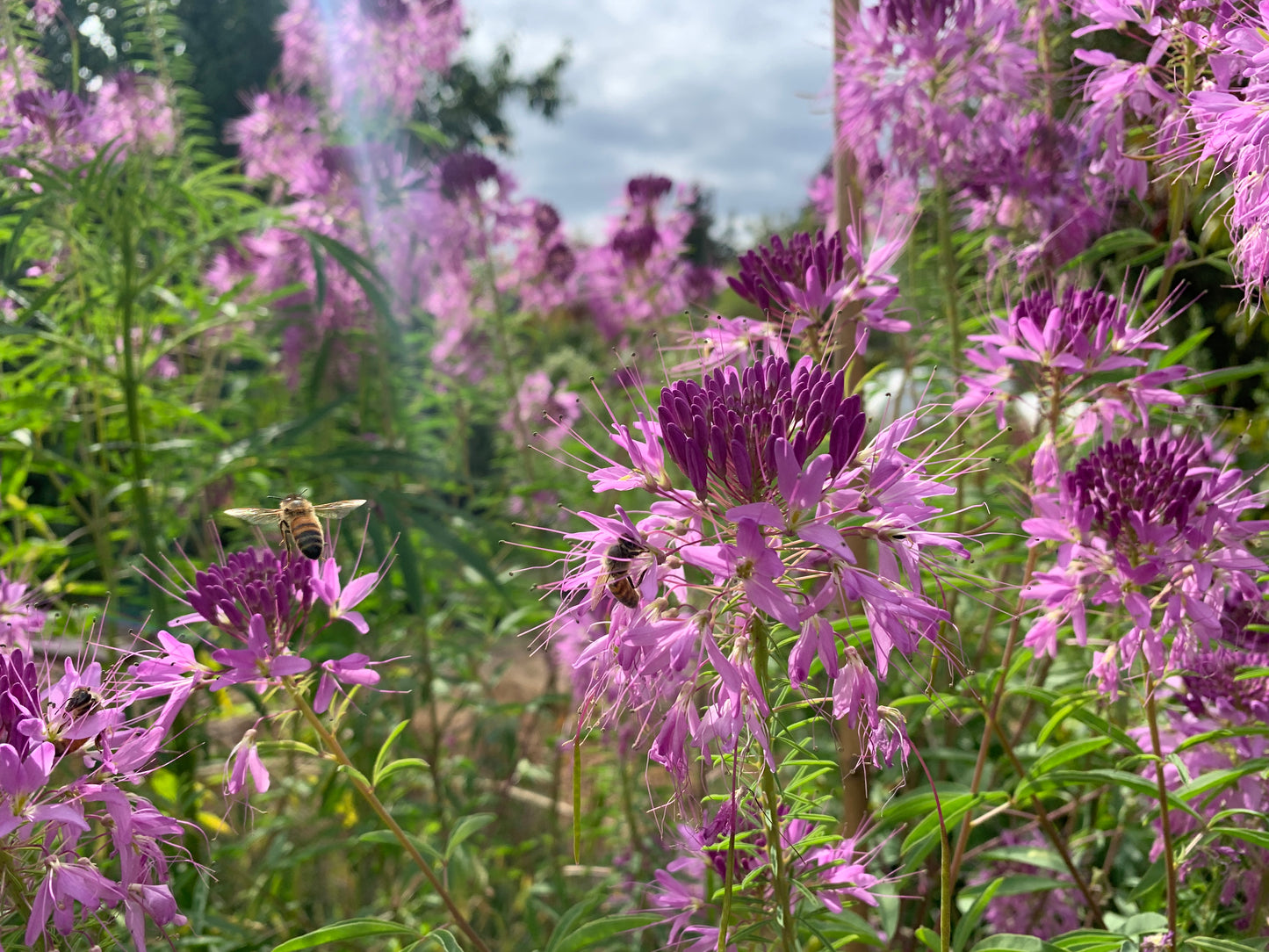 Rocky Mountain Bee Plant