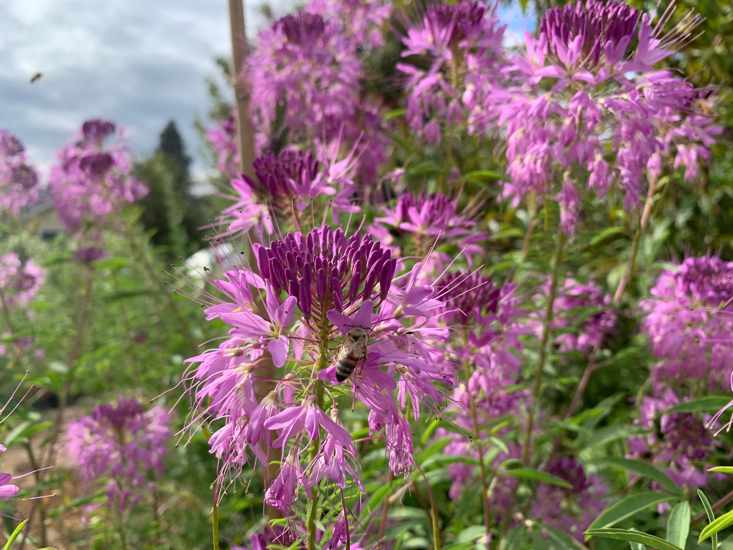 Rocky Mountain Bee Plant