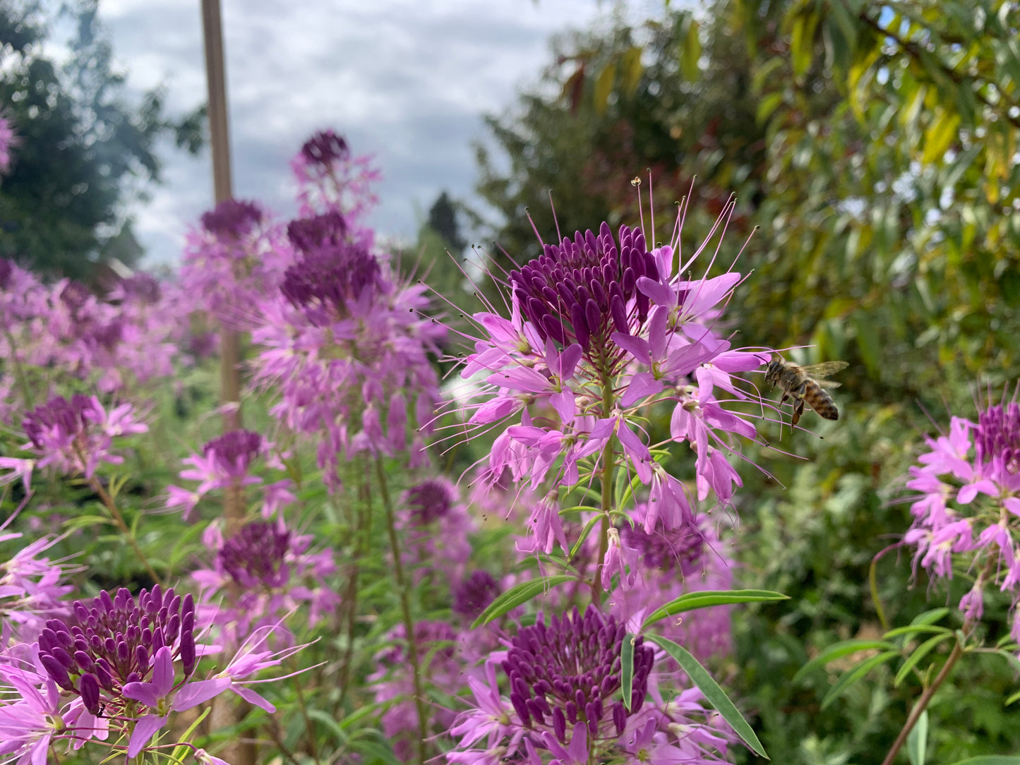Rocky Mountain Bee Plant