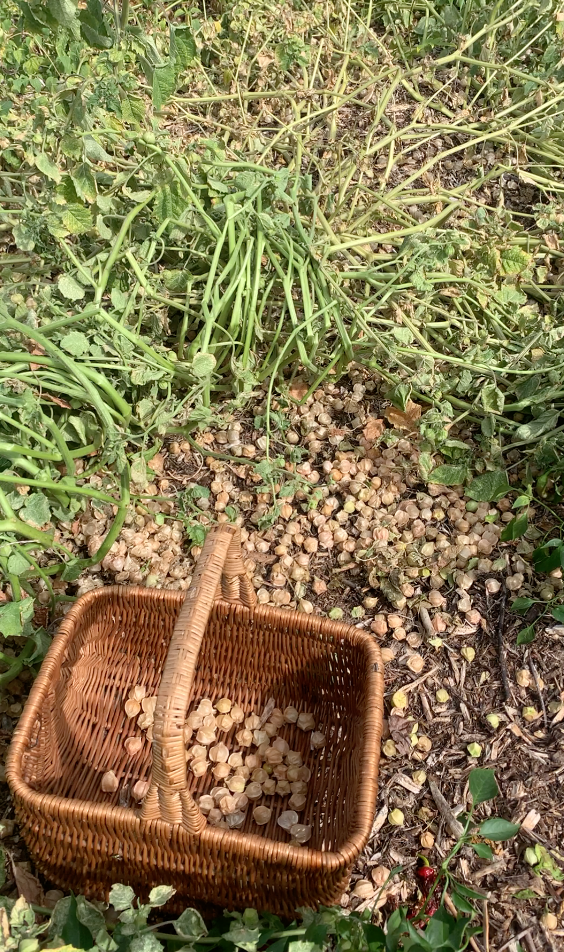 Ground Cherry (Mary's Niagara)