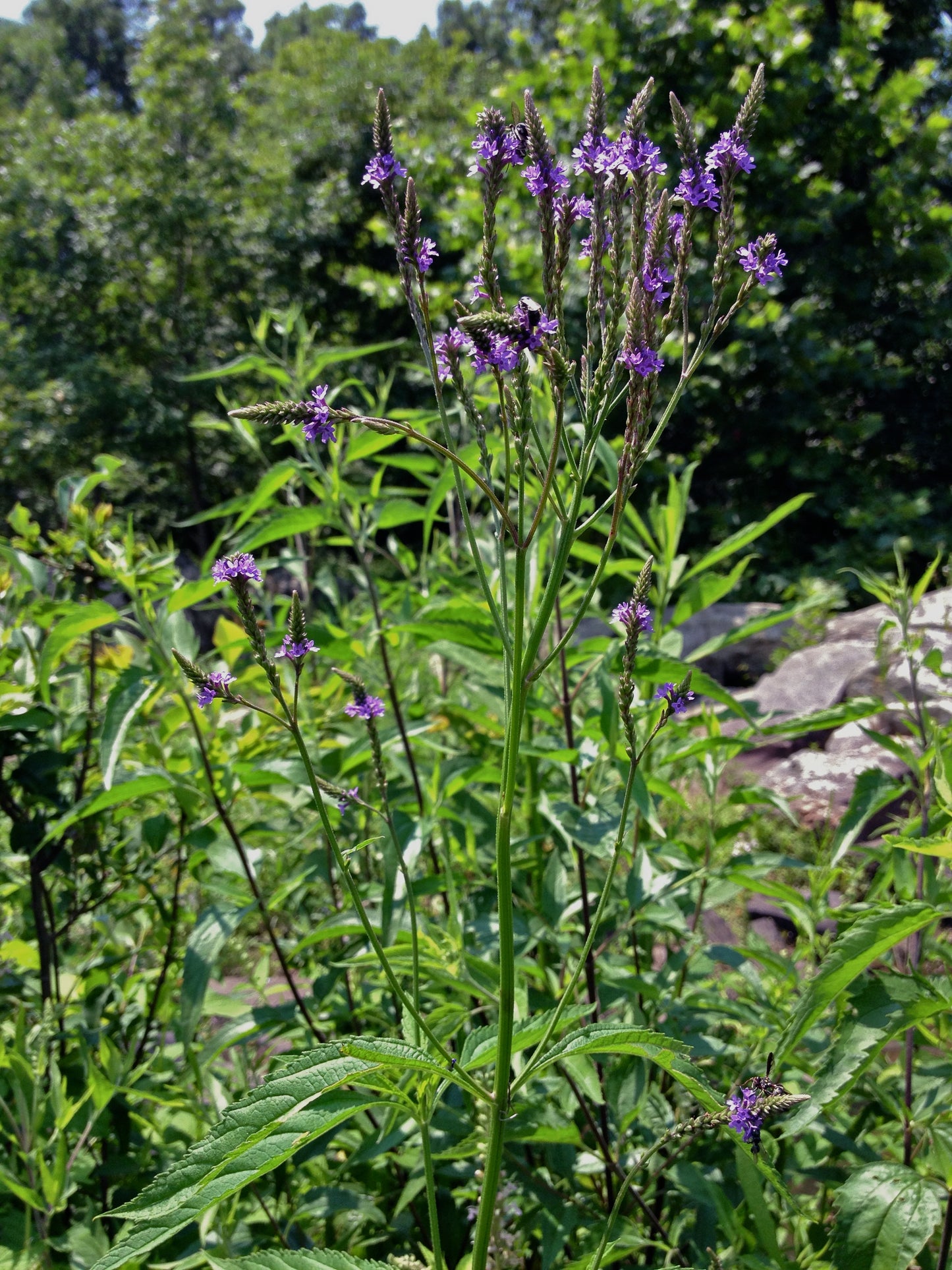 Blue Vervain