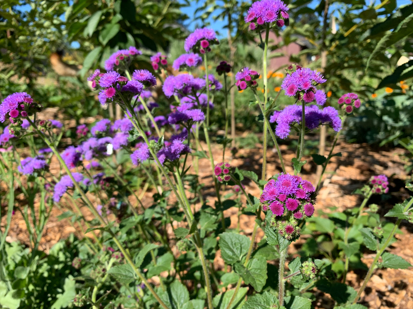 Ageratum, Timeless Mix