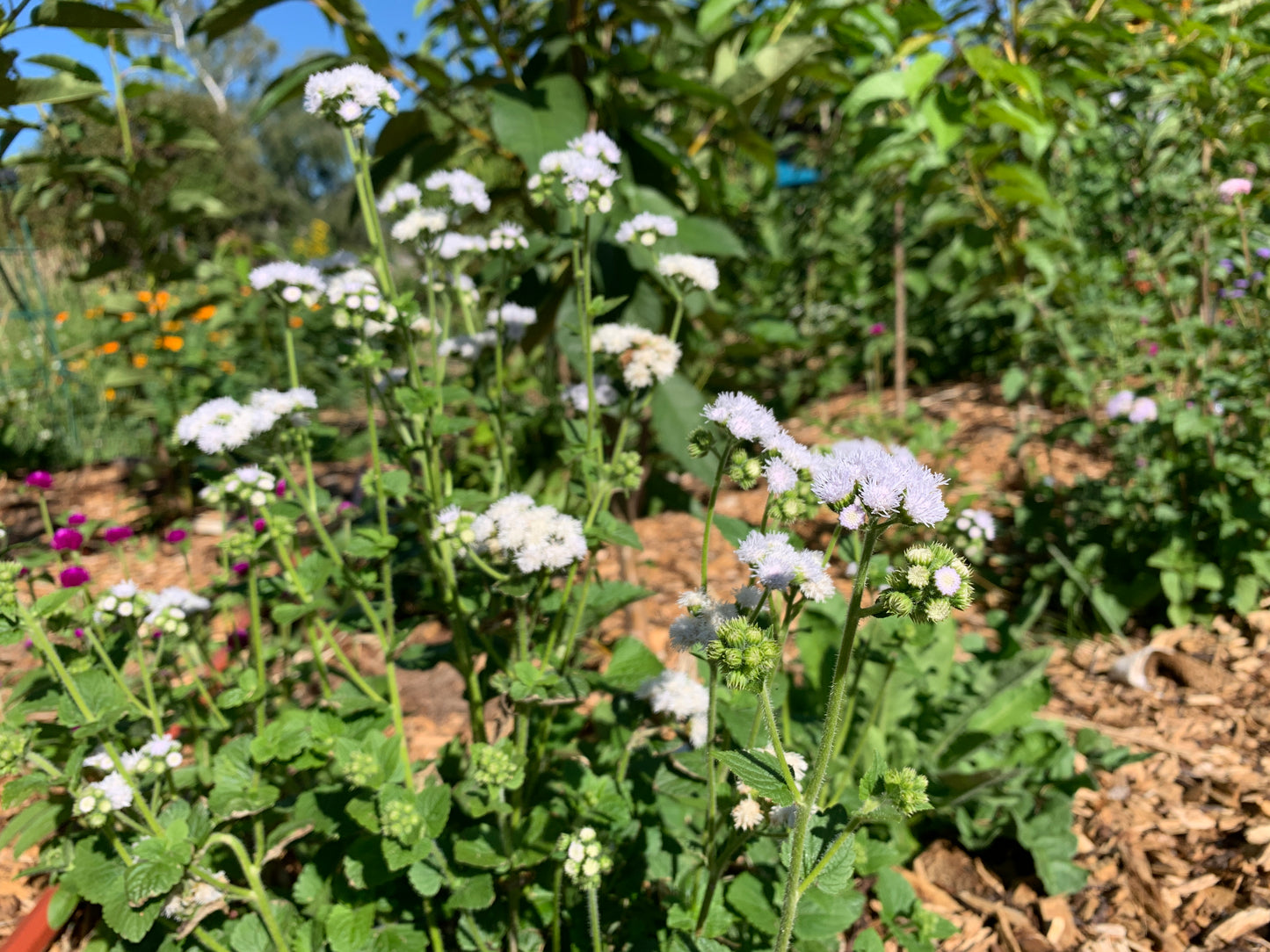 Ageratum, Timeless Mix