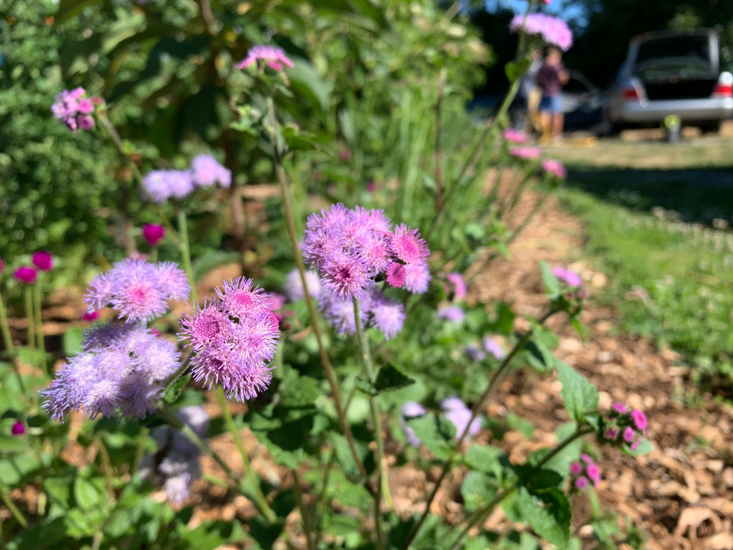 Ageratum, Timeless Mix