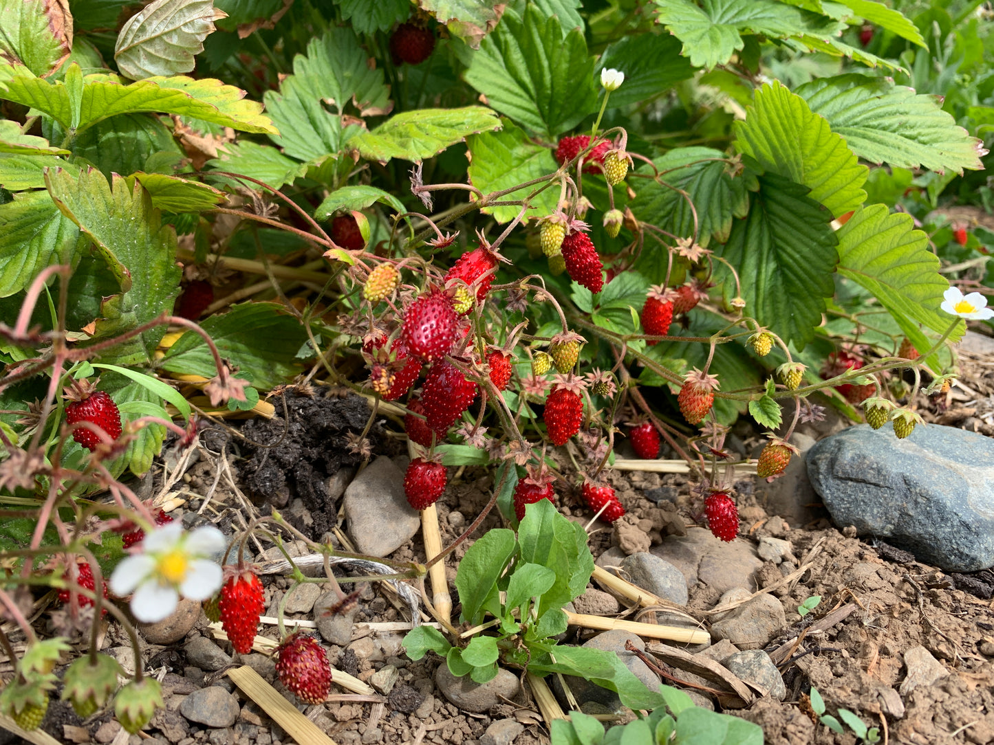 Alpine Strawberry, Alexandria