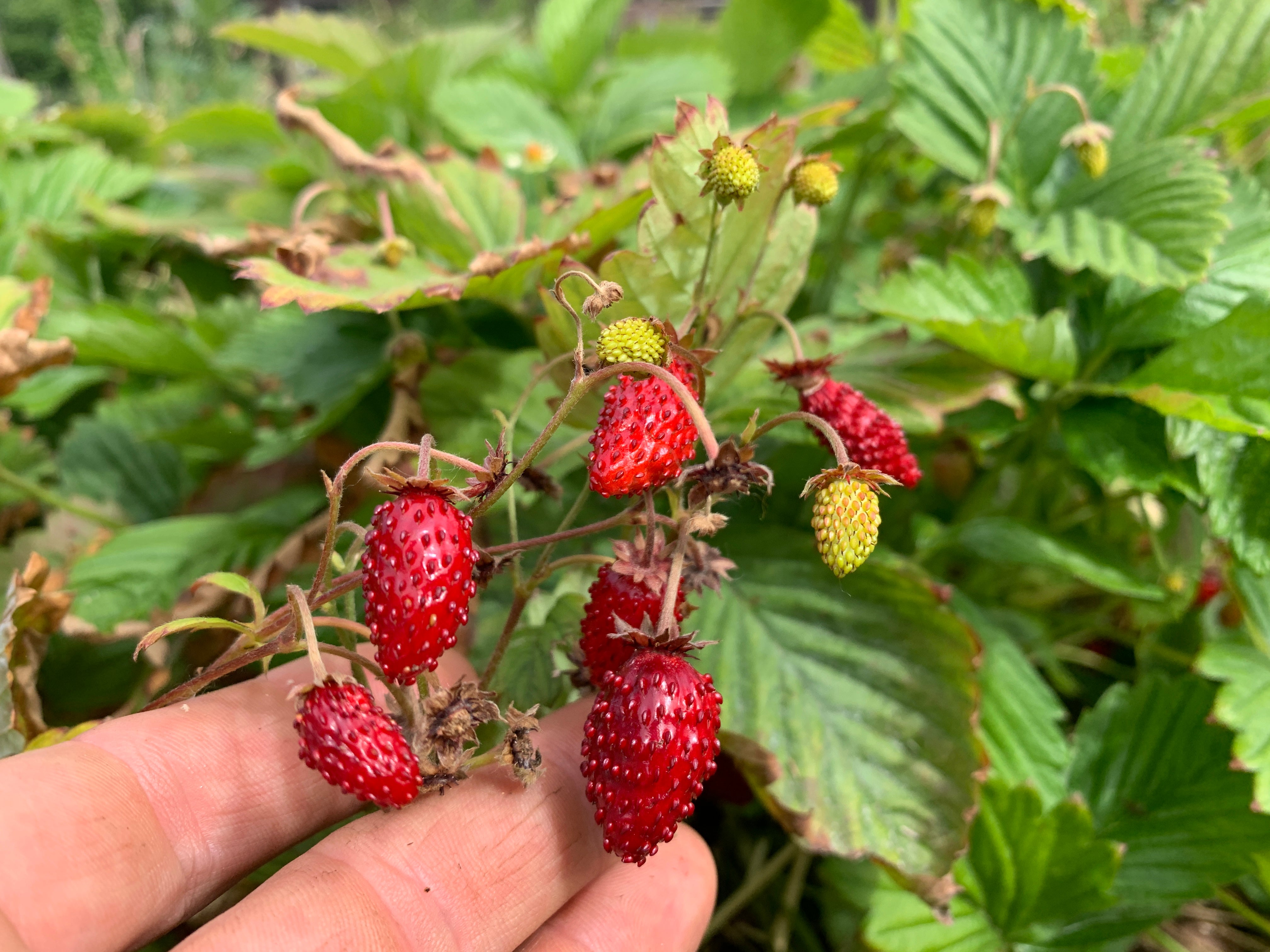 alexandria alpine strawberry seeds Alpine Strawberry, Alexandria – Rhythm Seed Farm