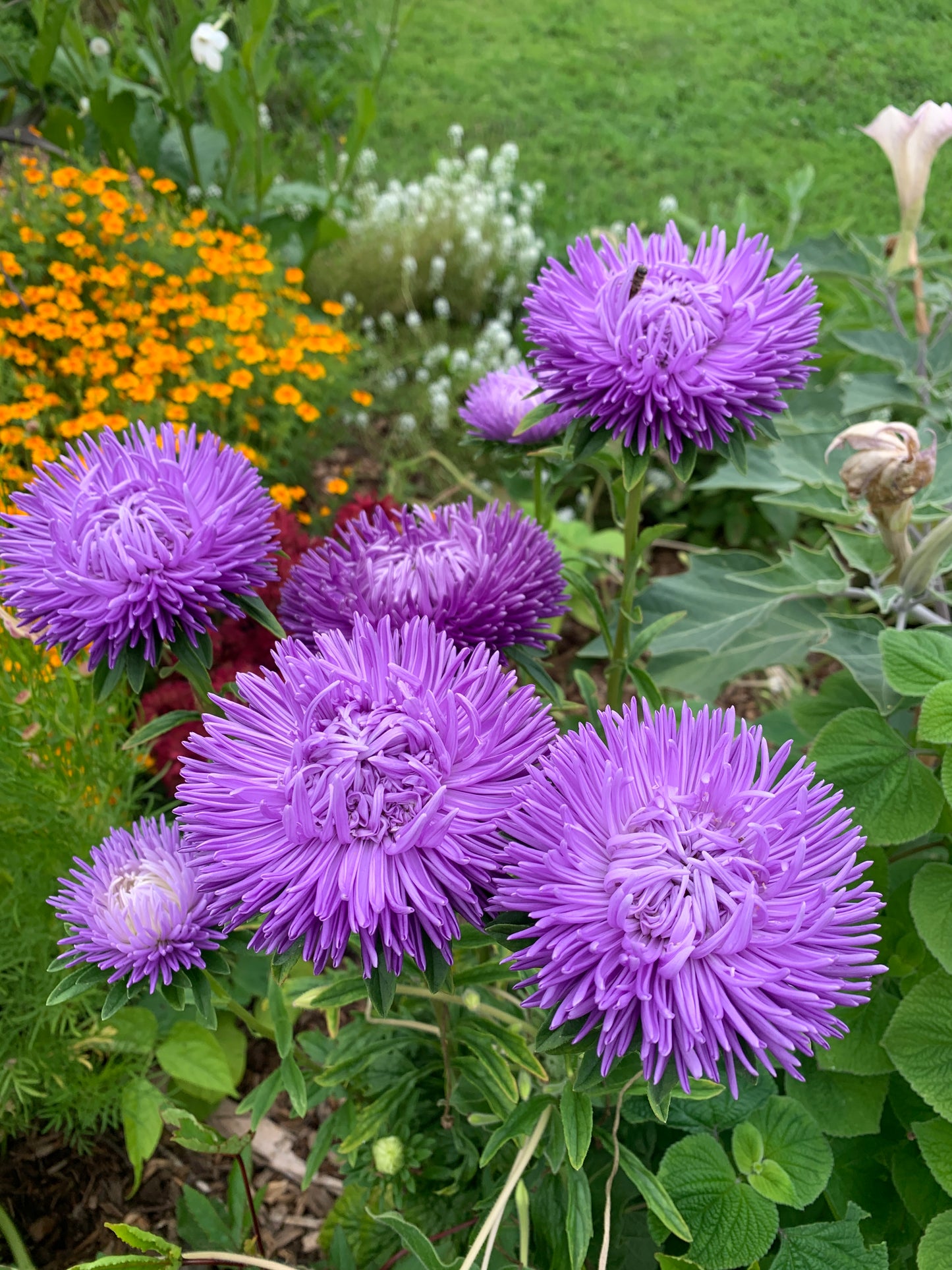 Aster, Gala Lavender