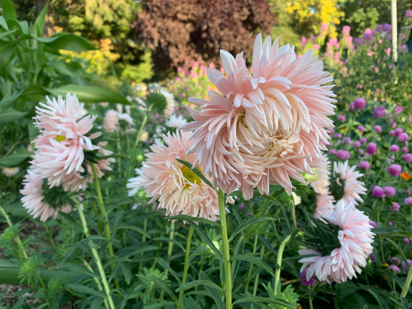 Aster, Salmon Janina