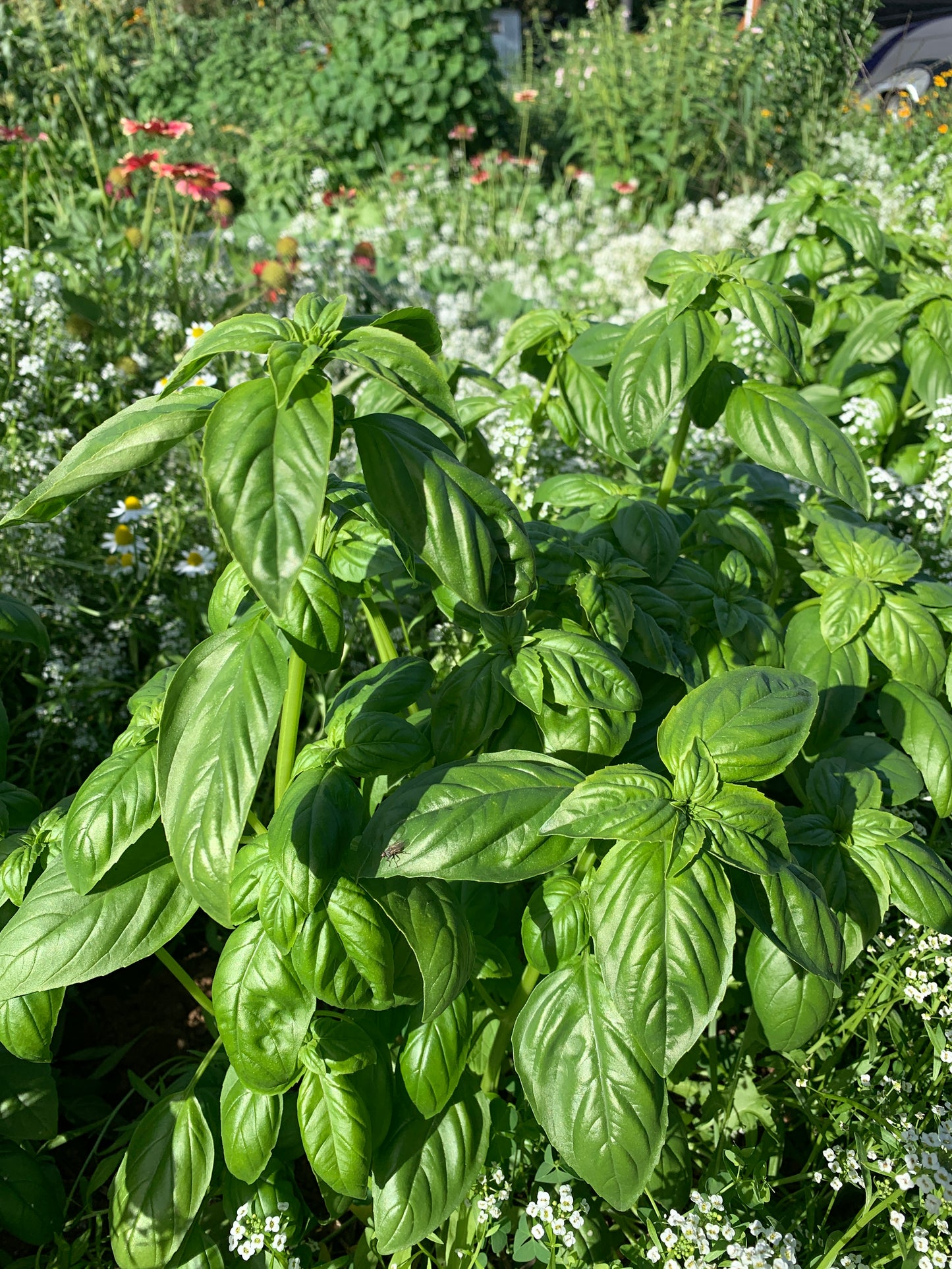 Basil, Classico