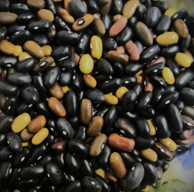 Bean, Beef Bush Black Resilient (Bush Dry)