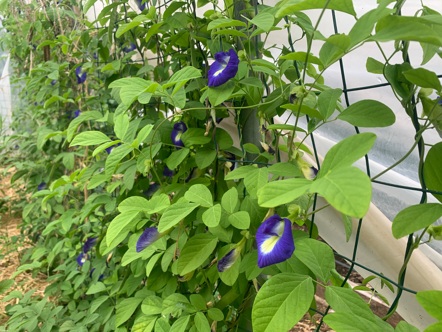 Butterfly Pea