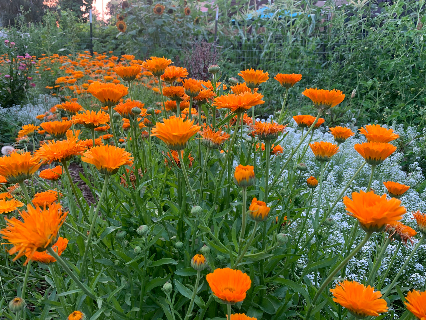 Calendula, Orange Zinger
