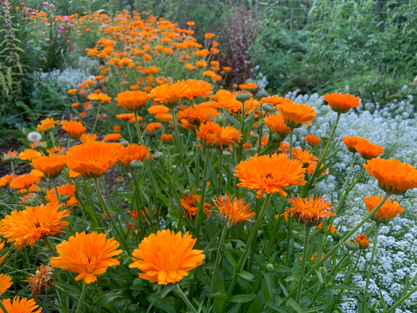 Calendula, Orange Zinger