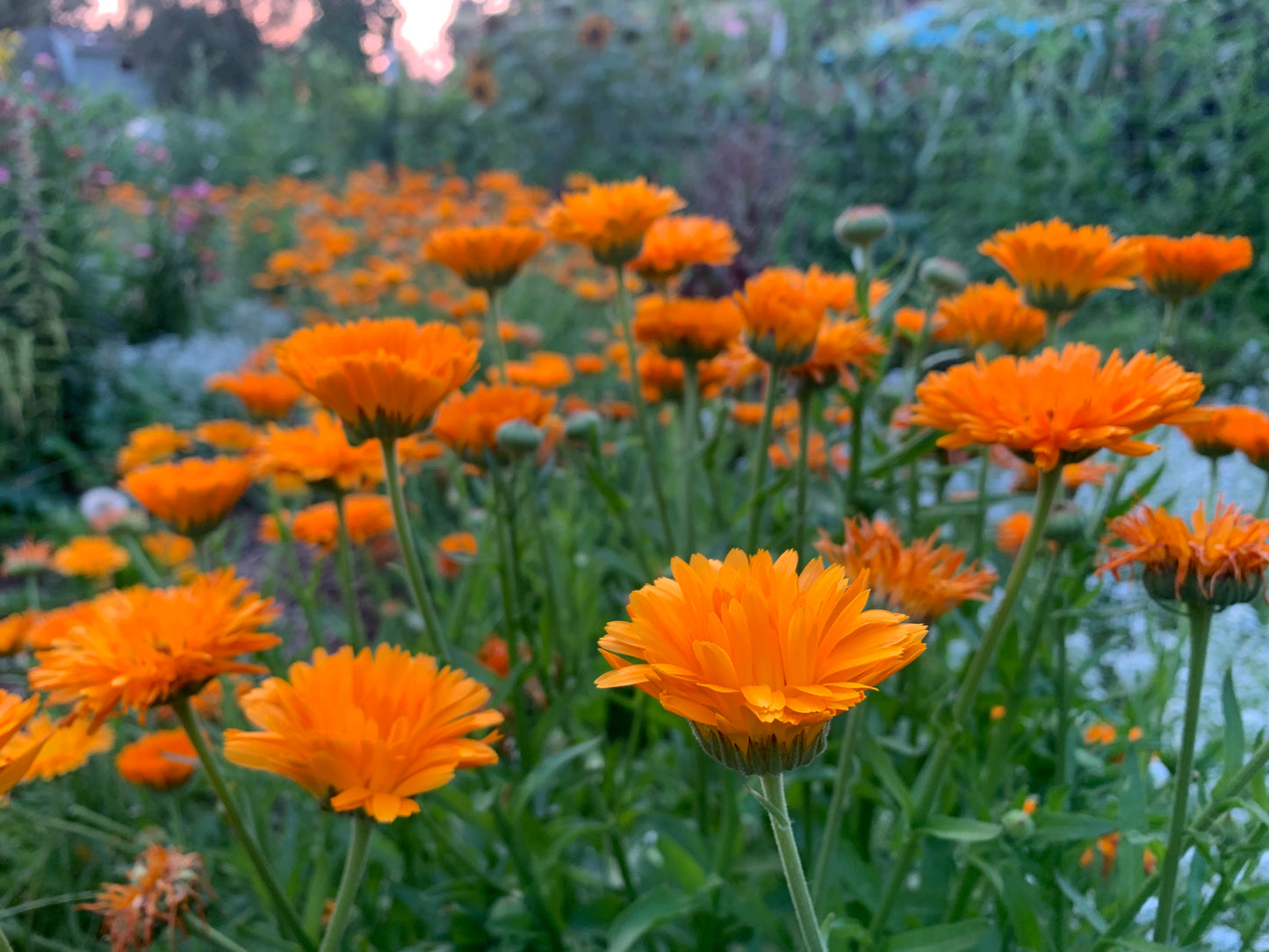 Calendula, Orange Zinger