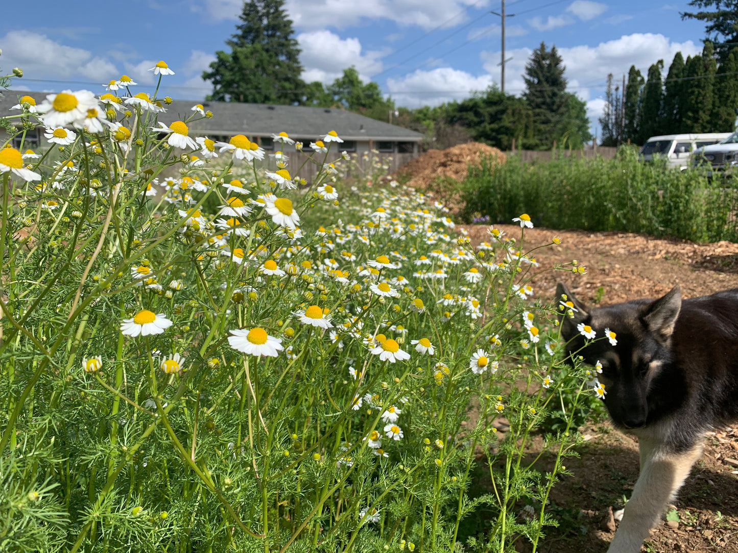 Chamomile, Zloty Lan