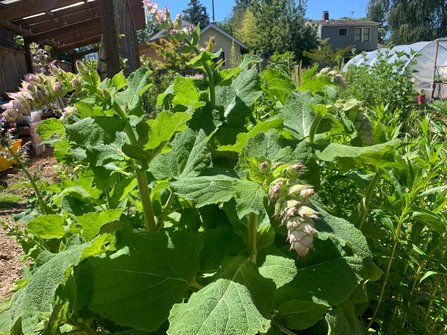 Clary Sage