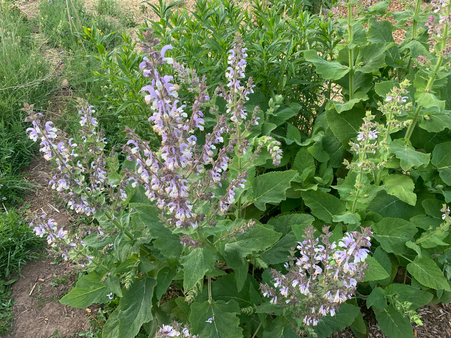 Clary Sage