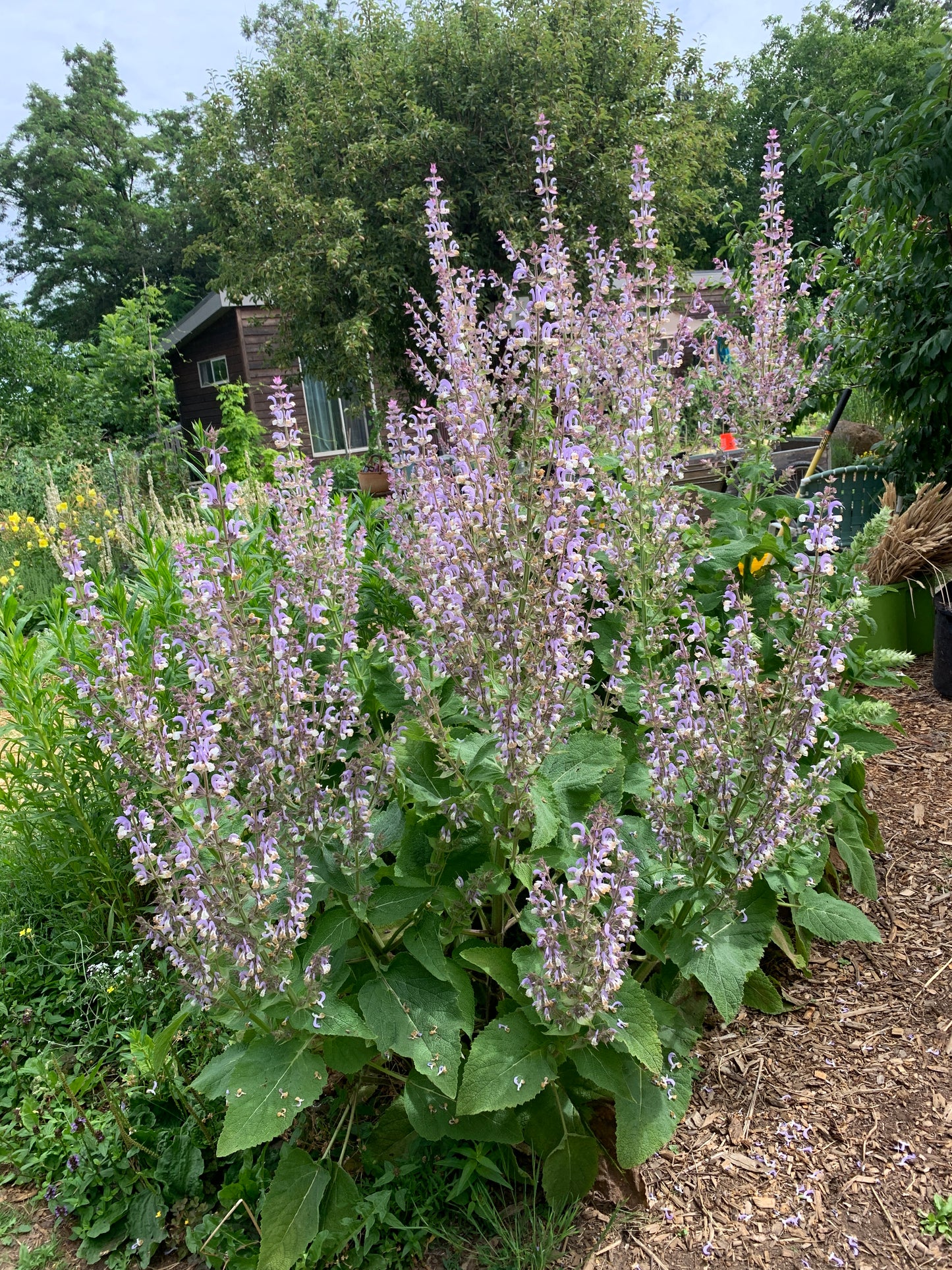 Clary Sage
