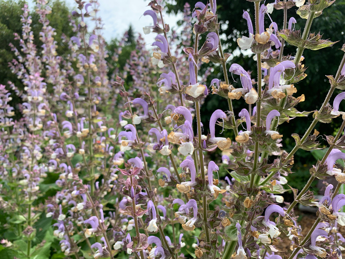Clary Sage