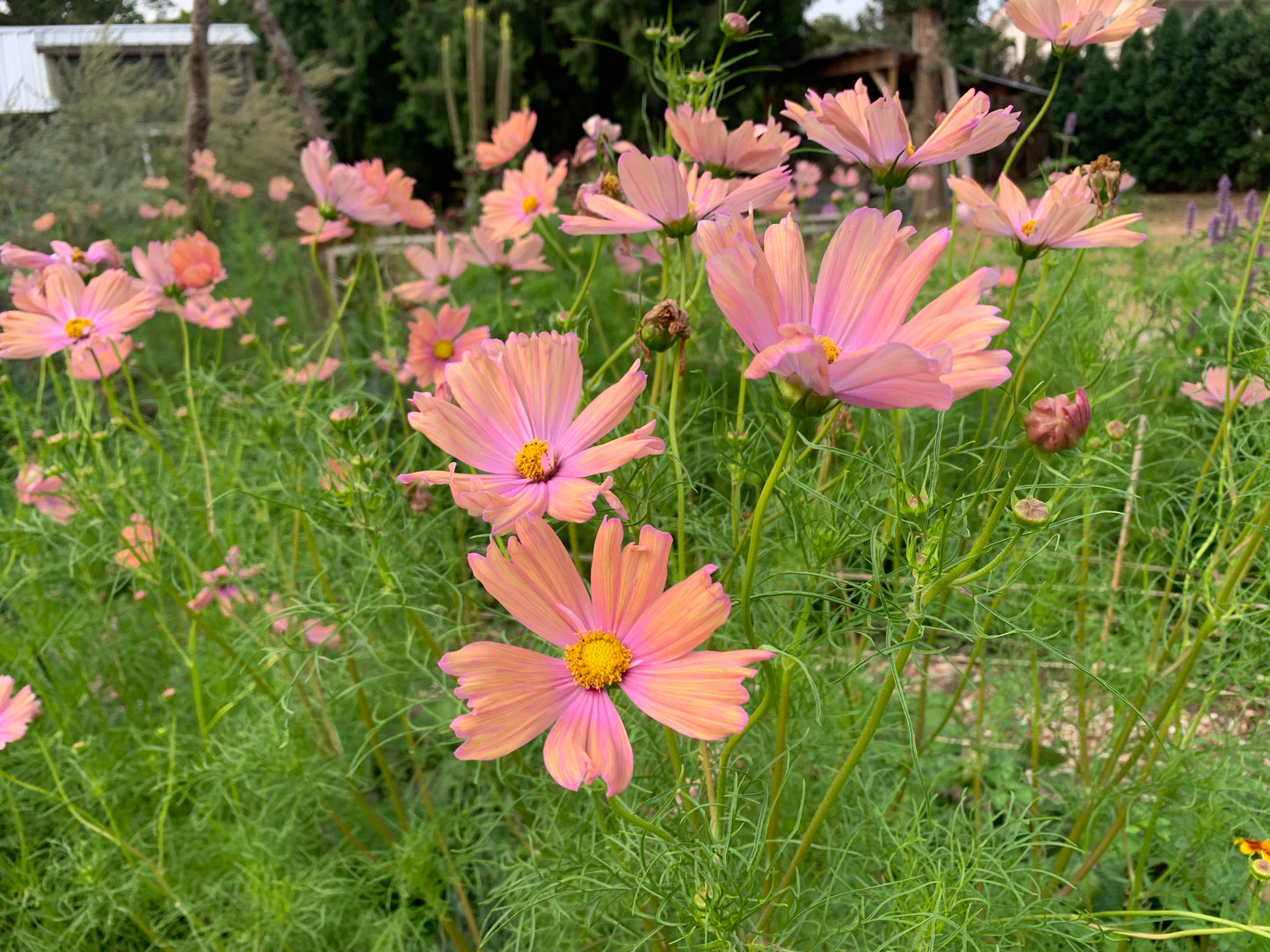 Cosmos, Apricotta