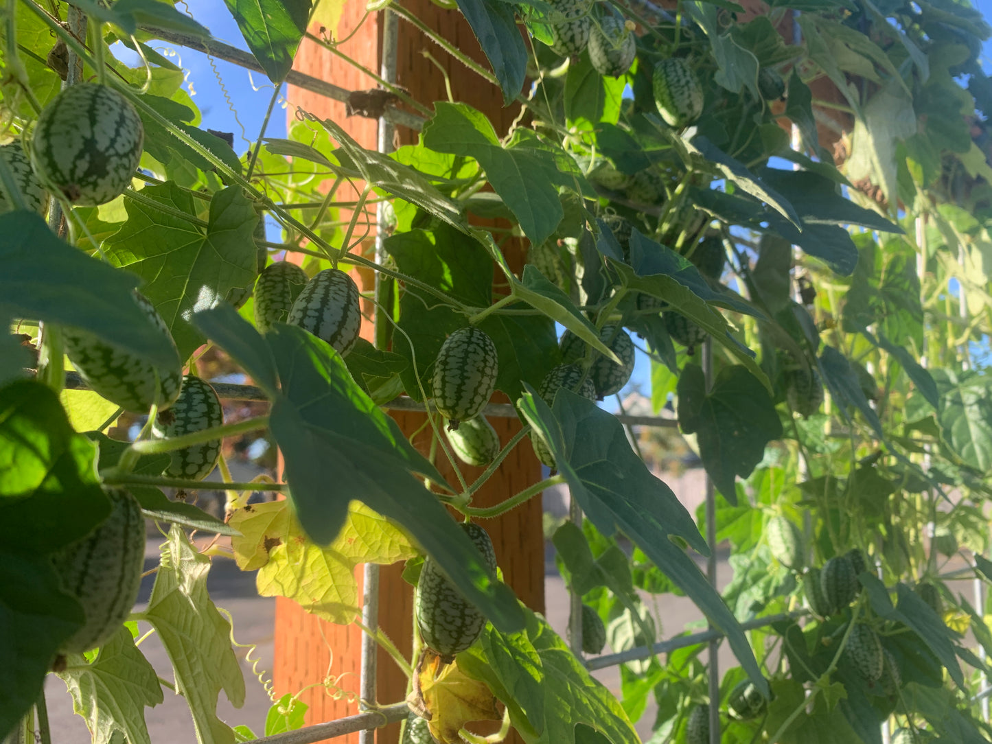 Cucamelon (Mexican Sour Gherkin)
