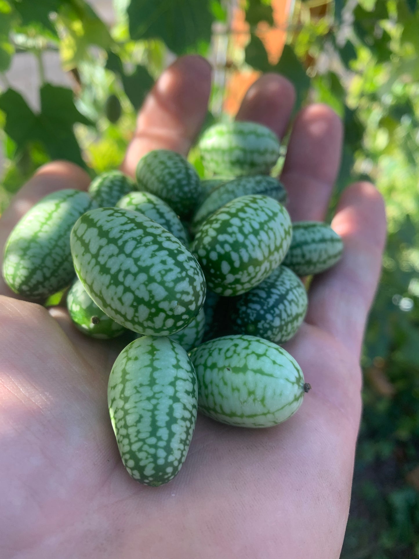 Cucamelon (Mexican Sour Gherkin)