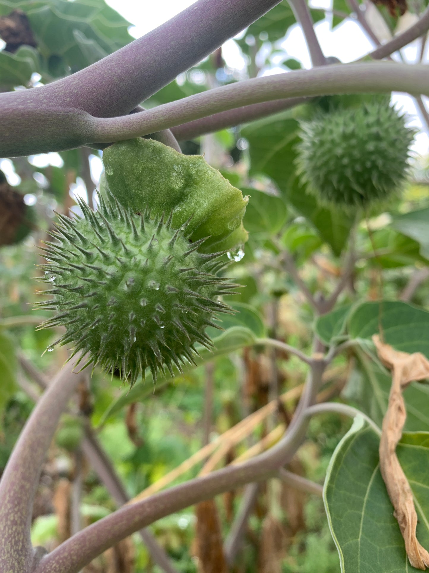 Datura (Moonflower)