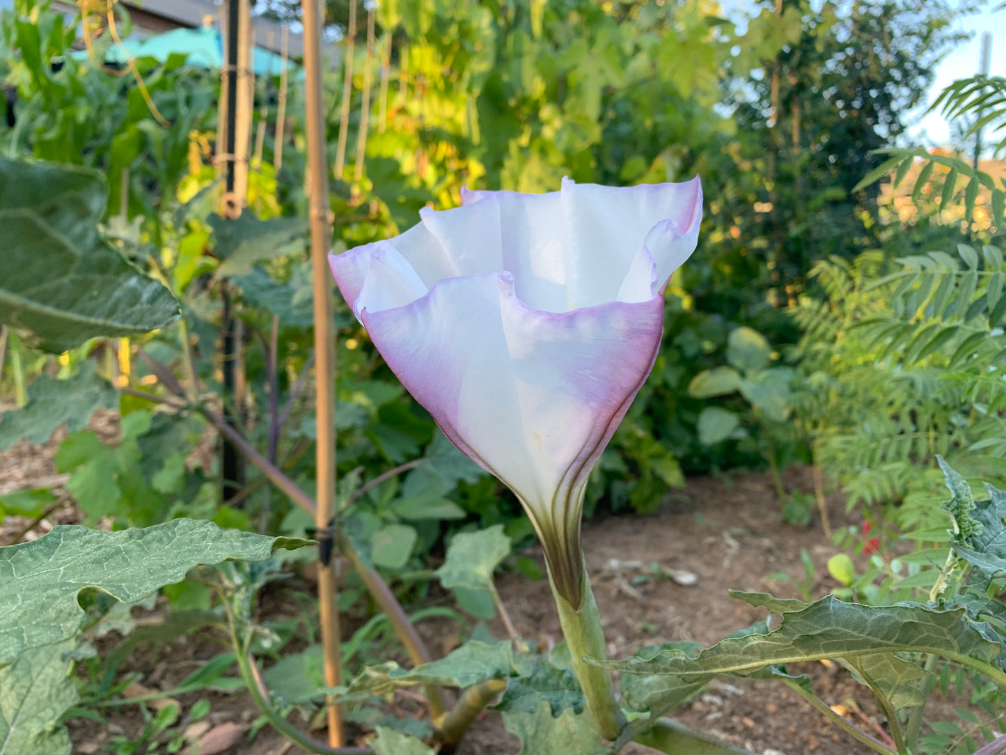 Datura, Torna Loco