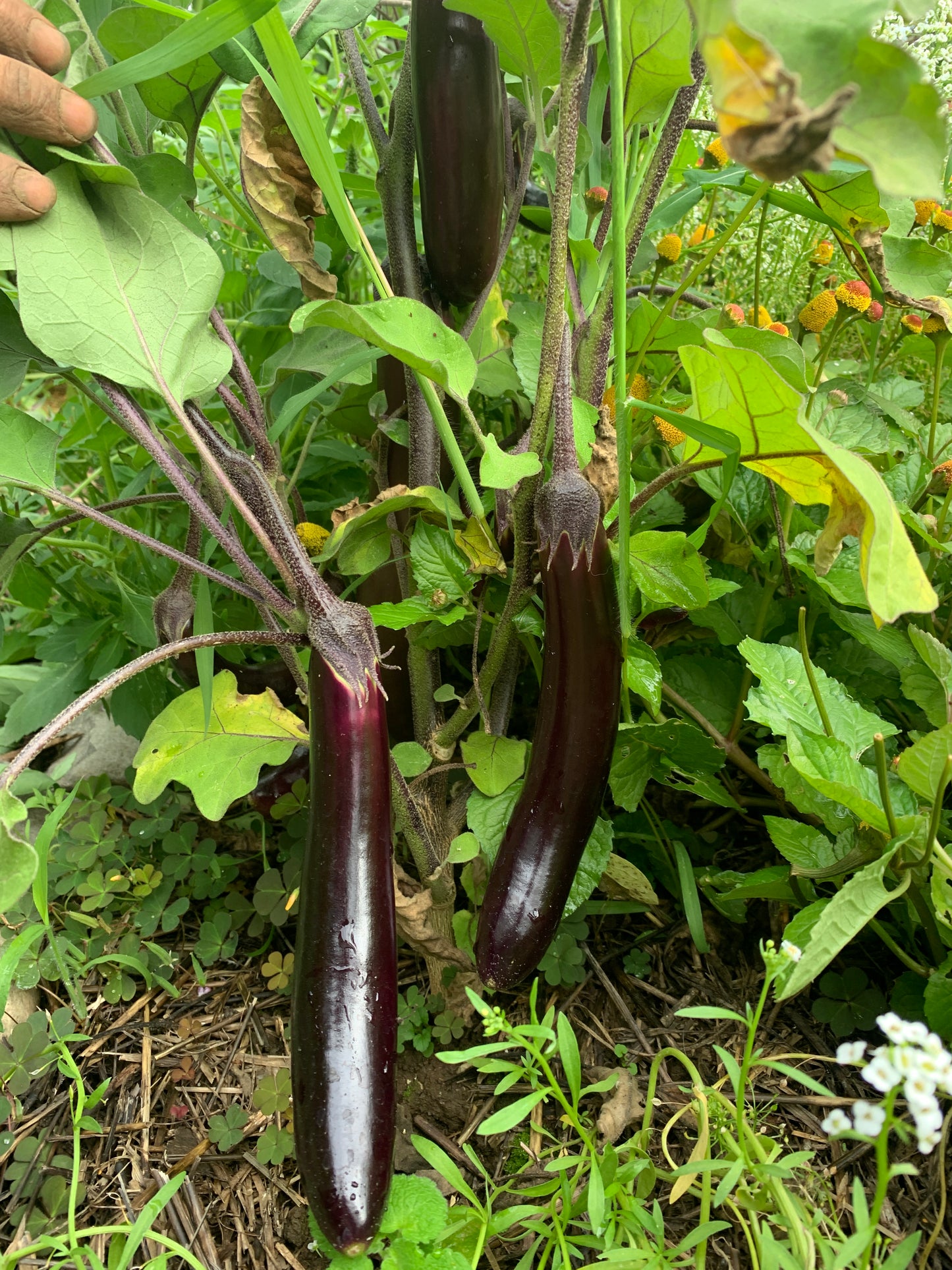 Eggplant, Poamoho