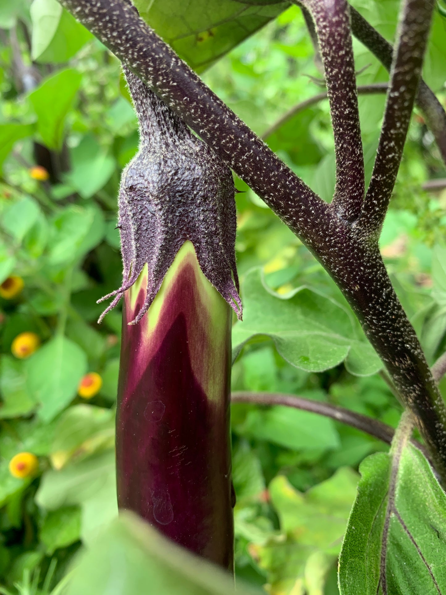 Eggplant, Poamoho
