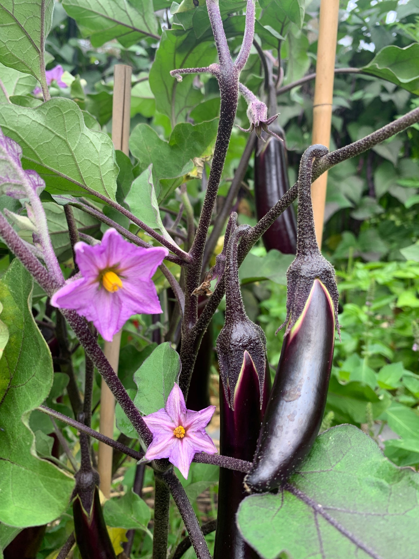 Eggplant, Poamoho