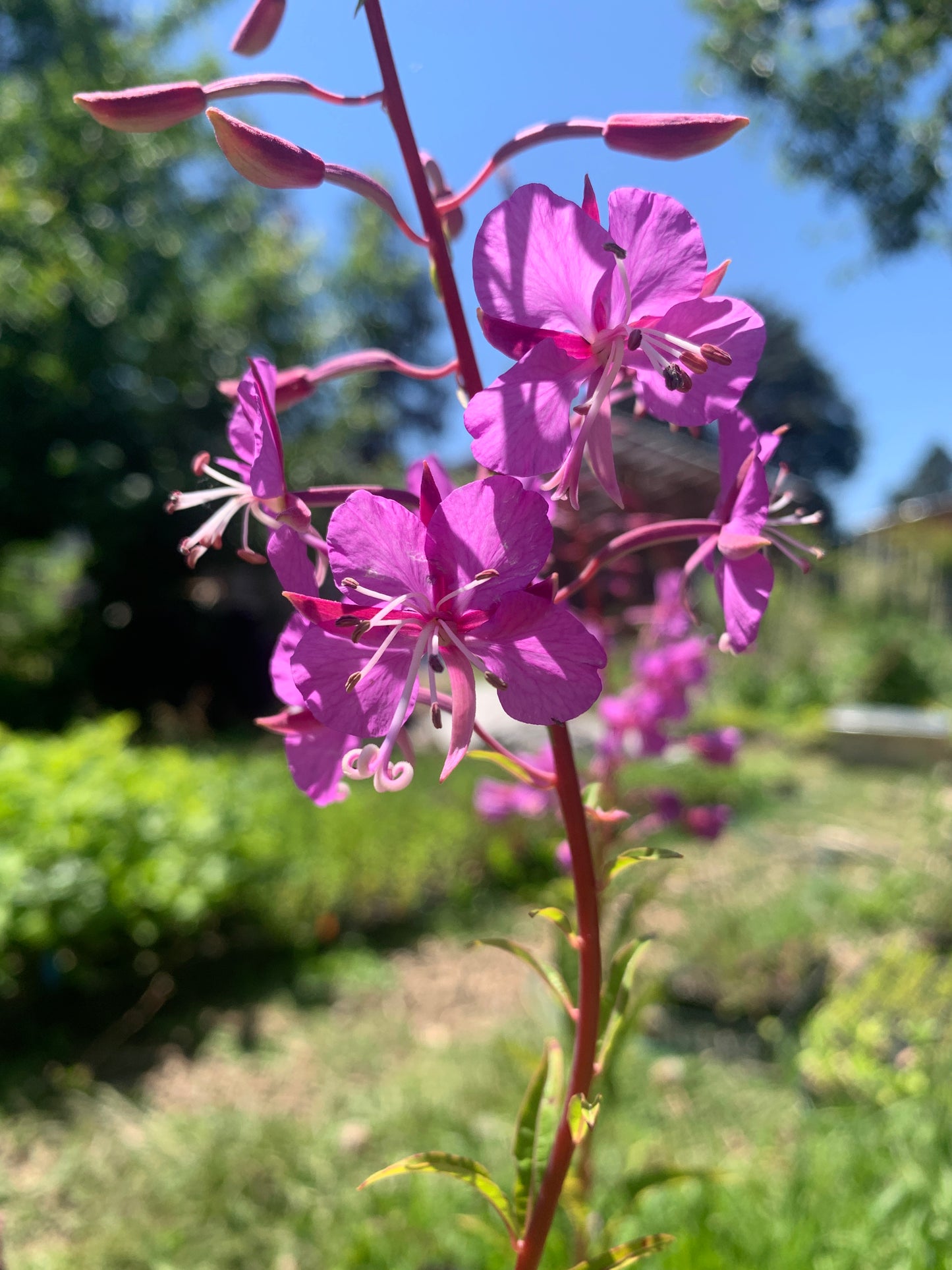 Fireweed